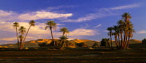 Sand dunes and Date Palms (Phoenix dactylifera) at Erg Chebbi, Sahara Desert, Tafilalt, Morocco, November