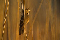 Savi's Warbler (Locustella luscinioides), male singing, Tablas de Daimiel National Park, Castilla-La Mancha, Spain, April