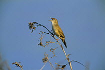 Savi's Warbler (Locustella luscinioides), male singing, Tablas de Daimiel National Park, Castilla-La Mancha, Spain, April