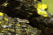 Aran rock lizard (Iberolacerta aranica) female in Aran valley, Pyrenees, Catalonia, Spain, August, endemic in Aran valley. Endangered