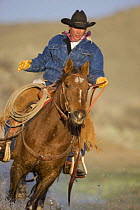 Cowboy running horse through water, Sombrero Ranch, Craig, Colorado, USA Model released