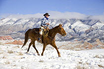 Cowboy on sorrel Quarter horse trotting in the snow at Flitner Ranch, Shell, Wyoming, USA Model released