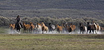 Cowboys running horses with group of horses through water at Sombrero Ranch, Craig, Colorado, USA Model released