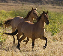Two red dun Mustang mares at Return to Freedom Sanctuary, Lompoc, California, USA
