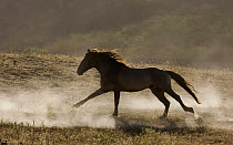 Grulla Mustang stallion running in dust at Return to Freedom Sanctuary, Lompoc, California, USA