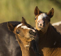 Pinto Mustang foals play at Return to Freedom Sanctuary in Lompoc, California, USA
