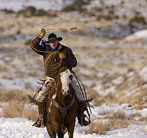 Cowboy swinging a loop on Quarter horse running in the snow at Flitner Ranch, Shell, Wyoming, USA Model released