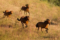 RF- Mustangs run at Return to Freedom Sanctuary, Lompoc, California, USA. (This image may be licensed either as rights managed or royalty free.)