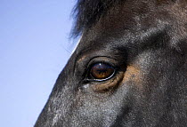 Close up of eye of black Morgan gelding, Fort Collins, Colorado, USA