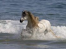 Grey Andalusian stallion running through the waves at Ojai, California, USA