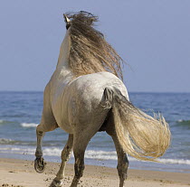 Grey Andalusian stallion rear view on beach at Ojai, California, USA