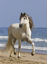 Grey Andalusian stallion on he beach at Ojai, California, USA
