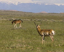 Pronghorn antelope {Antilocapra americana} watches Mustang foal at McCullough Peaks, Cody, Wyoming, USA