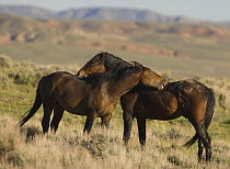 Two young colts mutual grooming, Mustangs, McCullough Peaks Herd Area, Cody, Wyoming, USA