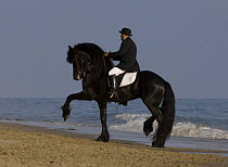 Friesian stallion purebred ridden by man on the beach, practising passage step, Summerland Beach, Ojai, California, USA Model released