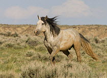 Wild Horse / Mustang dappled grey stallion trotting in sagebrush habitat, McCullough Peaks Herd Area, Cody, Wyoming, USA