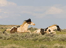 Wild Horses / Mustangs, pinto band stallion chases black and white pinto bachelor stallion, McCullough Peaks Herd Area, Cody, Wyoming, USA