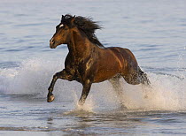 Bay Azteca stallion (Andalusian and Quarter Horse cross) running onto beach from waves, Summerland Beach, Ojai, California, USA