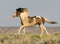 Wild Horse / Mustang, pinto stallion running, McCullough Peaks Herd Area, Cody, Wyoming, USA