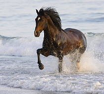 Bay Azteca stallion (Andalusian and Quarter Horse cross) trotting onto beach from waves, Summerland Beach, Ojai, California, USA