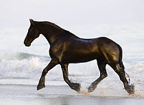 Purebred Friesian gelding trotting out of the sea, Summerland Beach, Ojai, California, USA