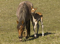 Wild horses / Mustangs, filly rubbing against red roan mare, Pryor Mountains, Montana, USA