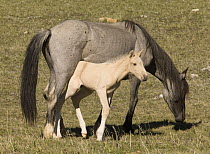 Wild horses / Mustangs, palomino colt under mare's belly, Pryor Mountains, Montana, USA