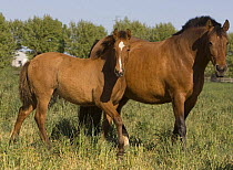 Purebred Andalusian mare and foal, Ejicia, Spain,