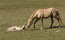 Wild horses / Mustangs, palomino stallion wakes up resting palomino colt, Pryor Mountains, Montana, USA