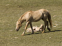 Wild horses / Mustangs, palomino stallion walks past resting palomino colt, Pryor Mountains, Montana, USA