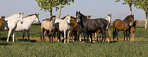 Purebred Andalusian horses, mares and foals, Ejicia, Spain,