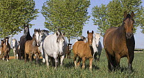 Purebred Andalusian mares and foals, Ejicia, Spain,