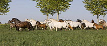 Purebred Andalusian mares and foals, Ejicia, Spain