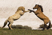 Wild horses / Mustangs, palomino and red dun stallions rearing, Pryor Mountains, Montana, USA
