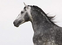 Purebred dappled grey Andalusian stallion, Ojai, California, USA