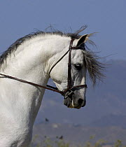 Purebred grey Andalusian stallion with bridle, being ridden, Ojai, California, USA