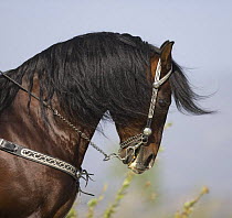 Purebred bay Peruvian Paso stallion being ridden, Ojai, California, USA
