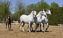 Three purebred Andalusian mares in a cobra harness with foal, Ejicia, Spain,