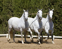 Three purebred Andalusian mares in a cobra harness, Ejicia, Spain,