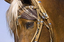 Purebred Peruvian Paso stallion,head close up, Ojai, California, USA