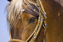 Purebred Peruvian Paso stallion, being ridden, Ojai, California, USA