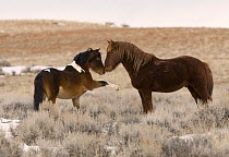 Wild Horses / Mustangs, pinto bachelor stallion meets sorrel band stallion, McCullough Peaks Herd Area, Cody, Wyoming, USA,