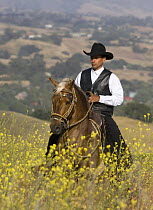 Purebred Peruvian Paso stallion with rider in the fields of mustard, Ojai, California, USA Model released
