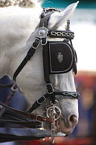 Purebred grey Andalusian horse in Carriages Exhibition, Sevilla, Spain