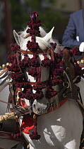 Purebred grey Andalusian horse in Carriage Exhibition, Sevilla, Spain