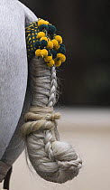 Traditional tail knot on Purebred grey Andalusian horse in Carriage Exhibition, Sevilla, Spain