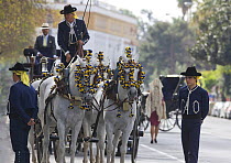 Purebred grey Andalusian horses in Carriage Exhibition, Sevilla, Spain