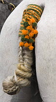 Traditional tail knot in Purebred grey Andalusian carriage horse, Carriages Exhibition, Seville, Spain