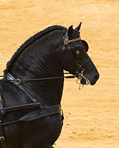 Purebred black Friesian stallion carriage horse, Carriages Exhibition, Seville, Spain