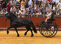 Purebred black Friesian stallion carriage horse pulling carriage, Carriages Exhibition, Seville, Spain